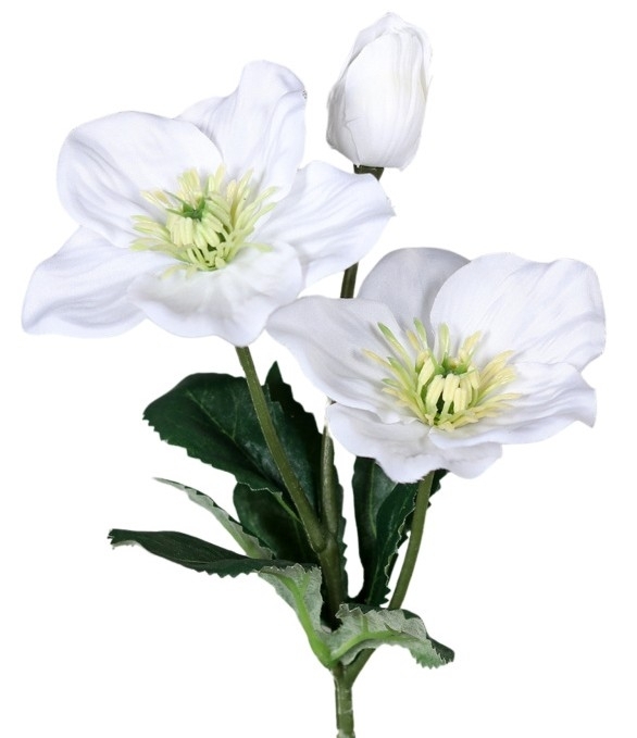 UK Heleborus 3/34cm with