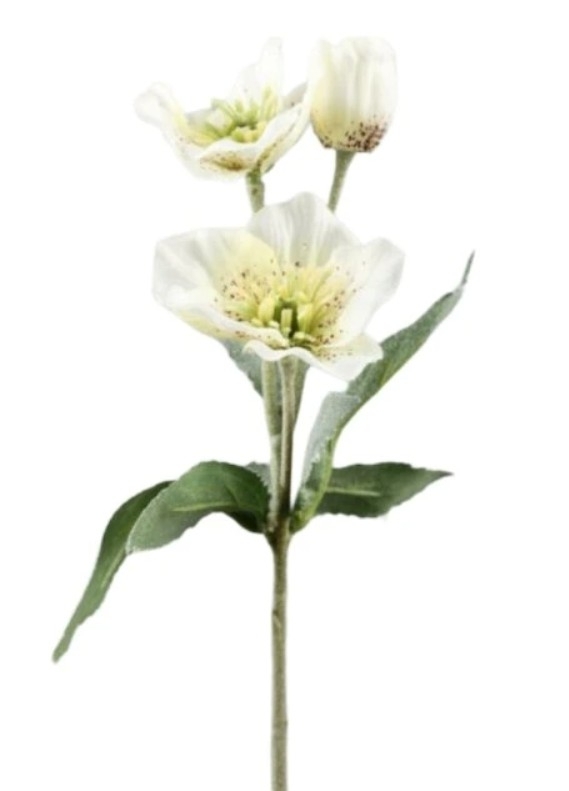 UK Heleborus wit 3/34cm cream